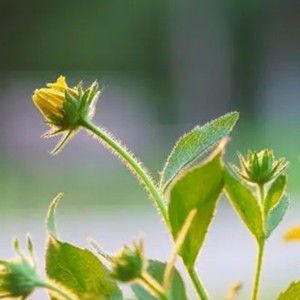 Meet your Posher, Blanche